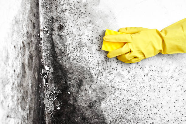 Best Crawl Space Mold Removal  in Mosheim, TN