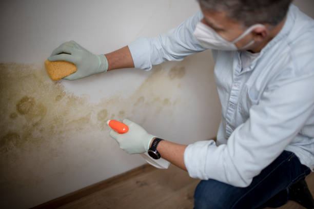 Best Mold Inspection  in Mosheim, TN