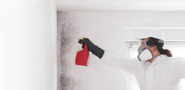 Best Professional Mold Removal  in Mosheim, TN