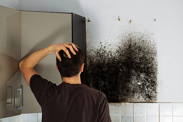 Best Fast Mold Removal  in Mosheim, TN