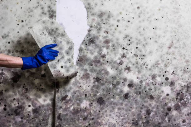 Best Mold Damage Repair  in Mosheim, TN