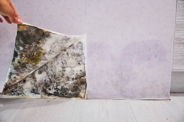 Best Attic Mold Removal  in Mosheim, TN
